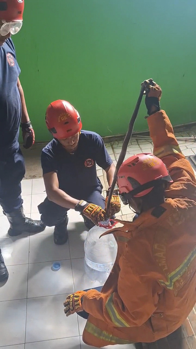 Petugas Damkarmat Gunungkidul mengevakuasi ular kobra sepanjang 1,5 meter.  Foto: Dok. Damkarmat Gunungkidul