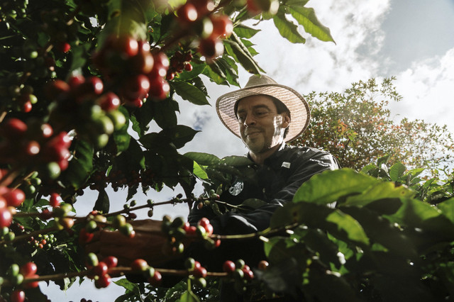 Marcelo Elizondo mengecek pohon kopi