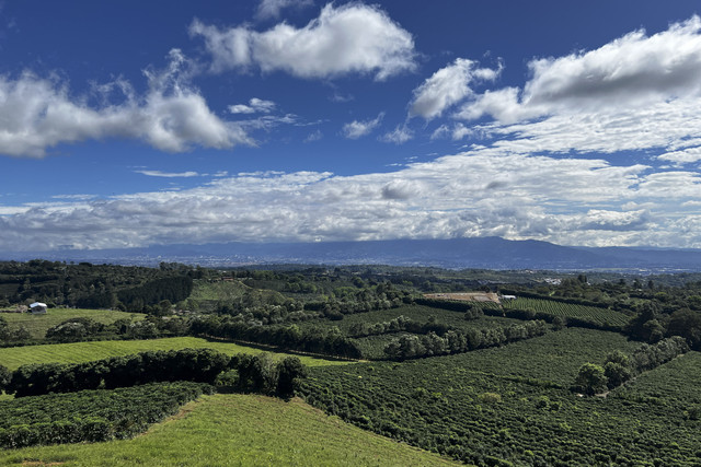 Kebun kopi Hacienda Alsacia. Foto: Anggi Kusumadewi/kumparan