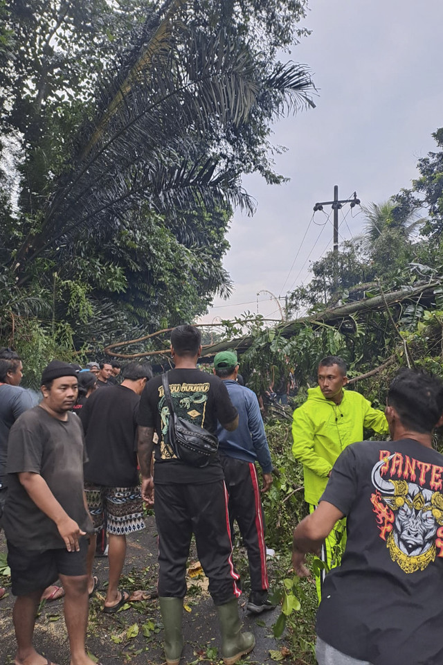 Pohon tumbang di sekitar Kota Denpasar. Foto: Dok. BPBD Bali
