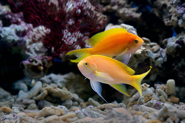 Ilustrasi ikan. Foto: Pexels