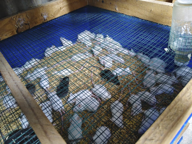 Kandang tikus mencit yang diternak Imam Muslim, Jumat (19/12/2025). Foto: Arfiansyah Panji Purnandaru/kumparan