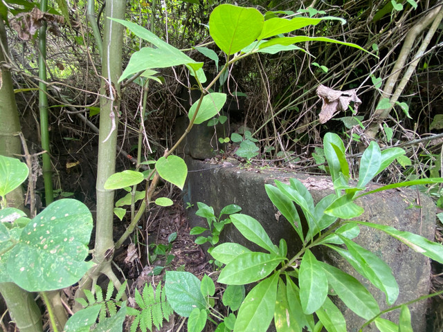 Objek yang Diduga Cagar Budaya (ODCB) yang ditemukan seorang warga di Prambanan, Sleman. Foto: Pandangan Jogja/Resti Damayanti