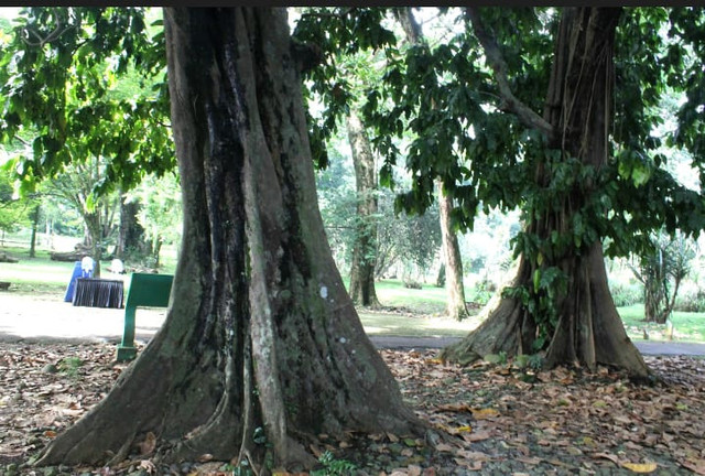 foto dokumentasi kebun raya bogor