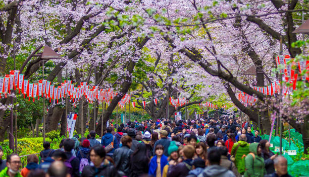 Hanami (Sumber: https://pixabay.com/id/)