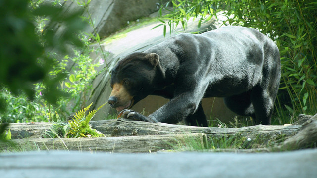 Visual dari Beruang Madu (sumber foto : Unsplash.com/David White)