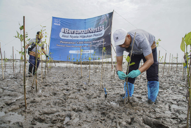 Kegiatan #BersamaNestlé: Aksi Nyata Hijaukan Pesisir di Pasuruan hari ini adalah langkah awal dari upaya jangka panjang dan partisipasi perusahaan dalam mendukung program Pemerintah Provinsi Jawa Timur. Foto: Dok. Nestlé Indonesia