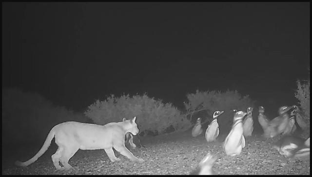 Seekor puma berburu di antara koloni perkembangbiakan penguin Magellan di Taman Nasional Monte Leon, Argentina. (Foto: Mitchell Serota dkk./Proceedings B, The Royal Society Publishing)