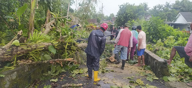 Hujan disertai angin kencang sebabkan sejumlah pohon di Kabupaten Sleman tumbang, Sabtu (20/12/2025). Foto: Dok. BPBD Sleman