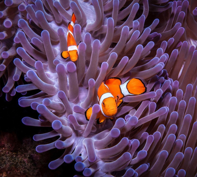 Photo by MaLia Evans: https://www.pexels.com/photo/couple-of-clownfish-12652728/