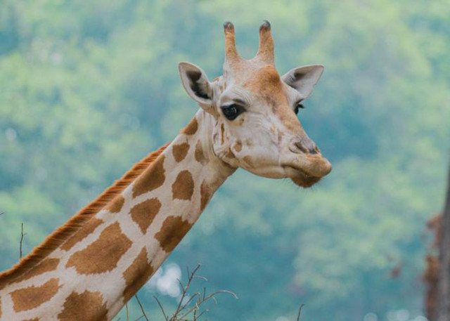 Ilustrasi Harga Tiket Masuk Ragunan Nataru 2025-2026. Foto: Unsplash/Didin Hasbullah