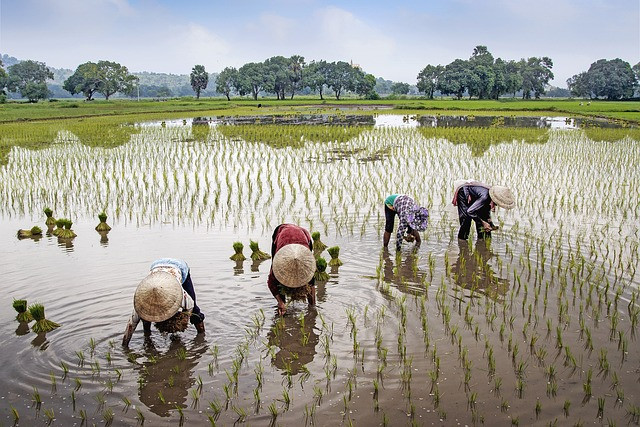 Masyarakat agraris Kediri. Dari sawah inilah etos kerja, ketekunan, dan ritme hidup kota ini dibentuk jauh sebelum pabrik dan industri berdiri. Foto: Vietnguyenbui/Pixabay.