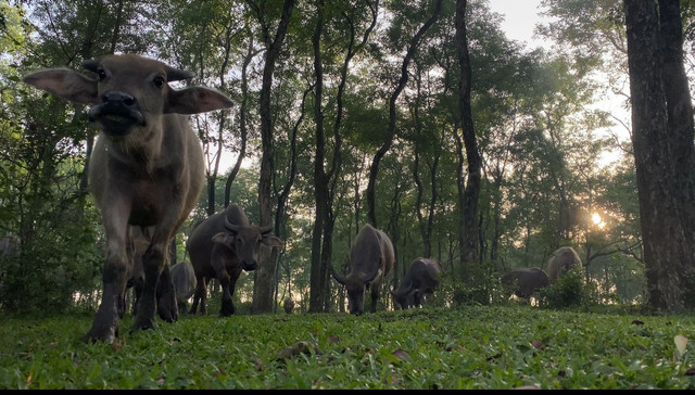 Kampung Kerbau Bulak Pepe, Sumber: Yanuar Airin A