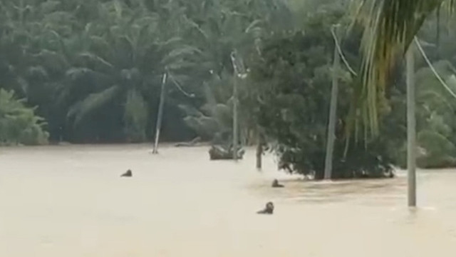 Detik-detik prajurit TNI membantu warga terbawa arus banjir di Aceh Timur. Foto: Dok. Istimewa