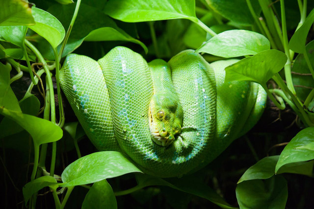 Ilustrasi reptil. Foto: Pexels