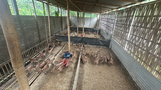 Yayak, penjual telur asin di Madiun, asup untuk MBG. Foto: Dok. Istimewa