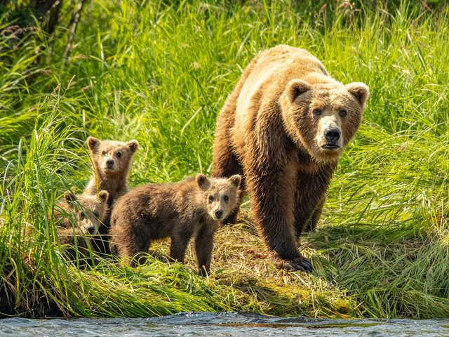 Ilustrasi hewan yang hibernasi. Foto: Unsolash