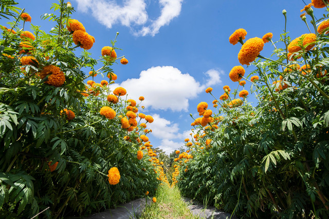 Ilustrasi bunga marigold Bali. Foto: Gede Suyoga/Shutterstock