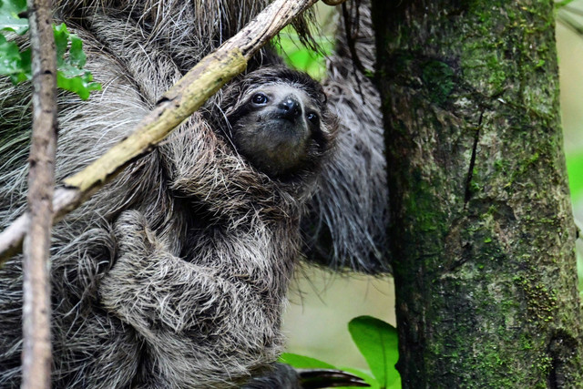 Seekor kukang berkaki tiga (Bradypus spp.) bergelantung di dahan dengan bayinya berpegangan pada bulunya di Taman Alam Metropolitan, kawasan lindung di Kota Panama, Senin (22/12/2025). Foto: Martin Bernetti/AFP