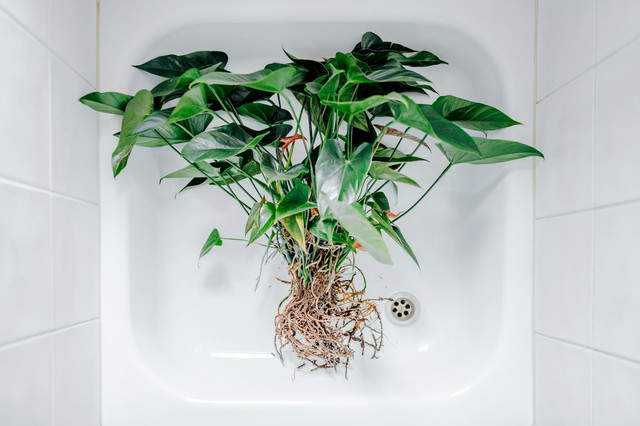 Ilustrasi akar serabut. Foto: Unsplash