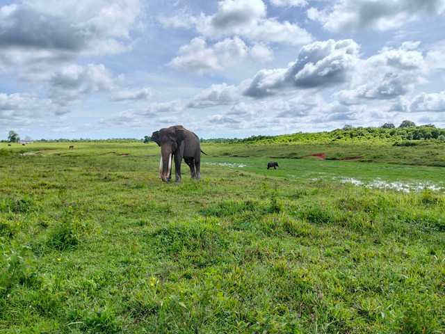 Taman Nasional Way Kambas, rumah bagi Gajah Sumatera (Dok. pribadi)