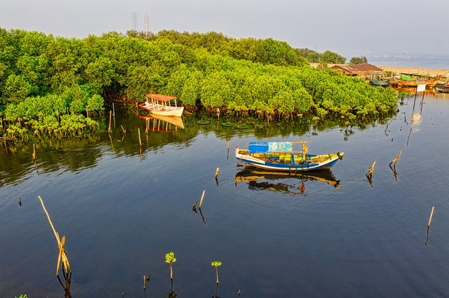 Ilustrasi tumbuhan bakau. Foto: Pexels