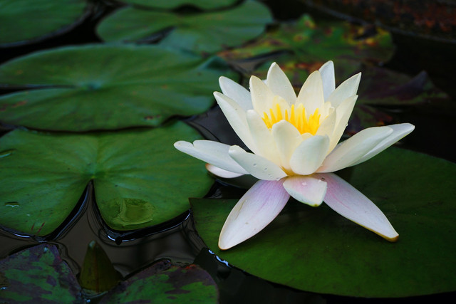 Ilustrasi tumbuhan air tawar. Foto: Unsplash