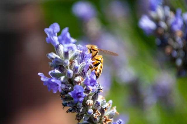 Ilustrasi tumbuhan dan hewan. Foto: Unsplash