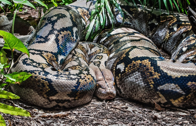 Ilustrasi sinopsis film Anaconda 2025. Foto: Unsplash.com/David Clode