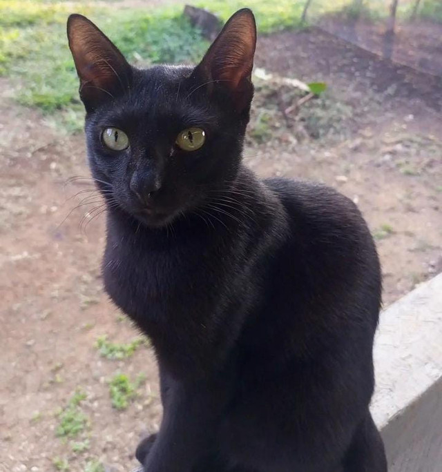 sumber : foto pribadi kucing milik penulis