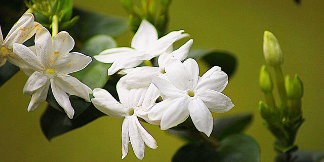 Bunga melati putih, Puspa Bangsa (Foto: Canva)