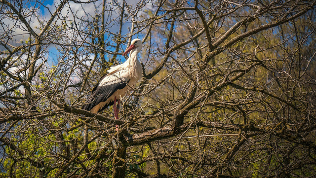Ilustrasi seekor burung bangau putih yang bermigrasi dari benua Eropa. Photo by KantonZH on Pixabay 