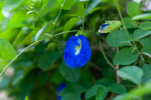 Bunga Telang memiliki manfaat sebagai antioksidan untuk menjaga kesehatan. Foto: unsplash.com-Deen Md.