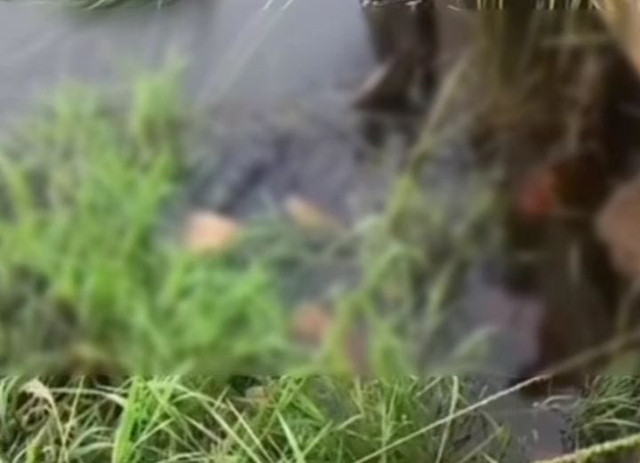 Penemuan jasad pemuda, Josandra (23) di aliran sungai Gandus/Instagram: sumselinformasicom