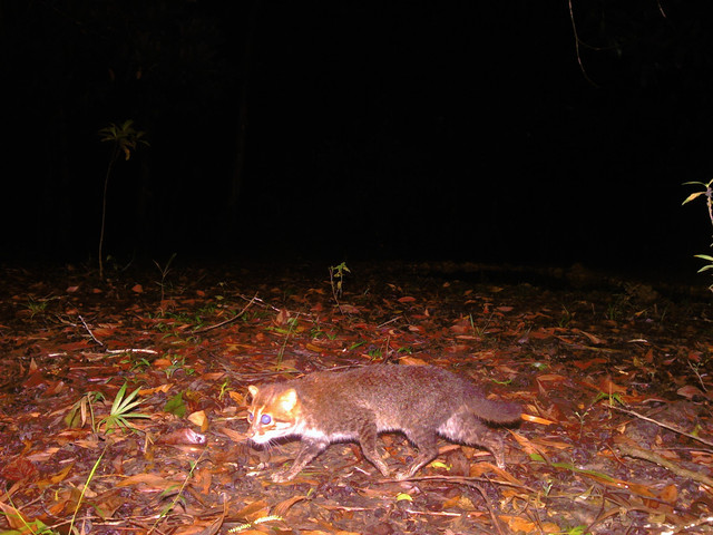 Kamera jebakan menangkap seekor kucing kepala datar sedang berjalan di belantara hutan di Thailand. Foto: DNP/Panthera Thailand