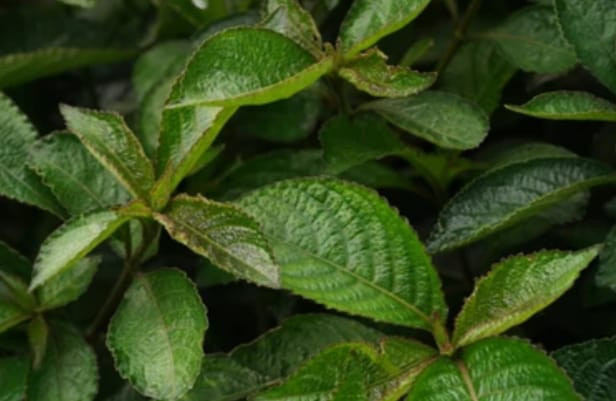 Daun Keji Beling. Shutterstock