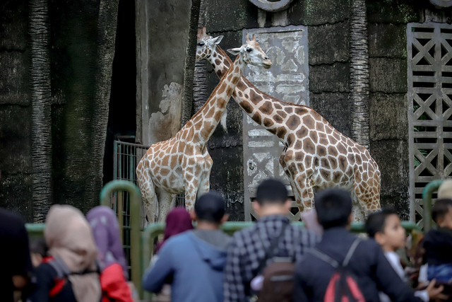 Suasana Taman Margasatwa Ragunan, Jakarta Selatan, Kamis (1/1/2035). Foto: Jamal Ramadhan/kumparan