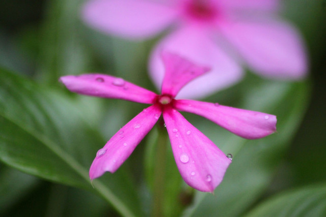 Bunga Tapak Dara banyak ditemui sebagai bunga pekarangan. Dibalik keindahannya ternyata menyimpan manfaat bagi kesehatan. Foto: unsplash.com-Rahul Saraf.