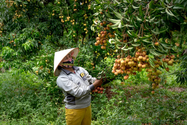 Ilustrasi Kebun Buah di Sistem Agroforestri. Foto: Pexels