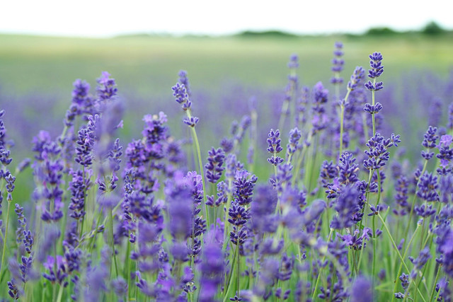 Lavender selain memiliki bau aromatik juga dapat diolah menjadi minuman herbal yang baik untuk kesehatan. Foto: unsplash.com-Annie Spratt.