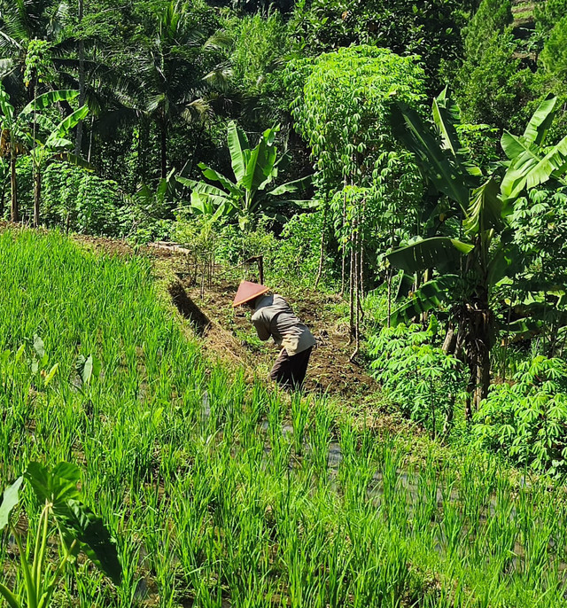 Merawat sawah seorang diri. Dokumentasi Pribadi 