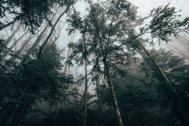 Ilustrasi Sinopsis dan Daftar Pemain Alas Roban. Foto: Unsplash/ Hugo Clément