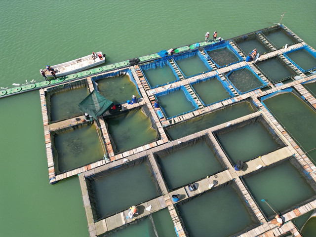 Ilustrasi budi daya ikan secara akuakultur. Foto: Pexels