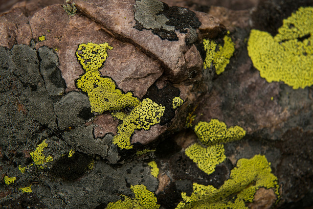 Ilustrasi simbiosis lichen. Foto: Unsplash
