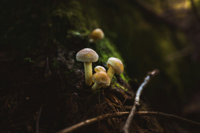 Ilustrasi jamur. Foto: Unsplash