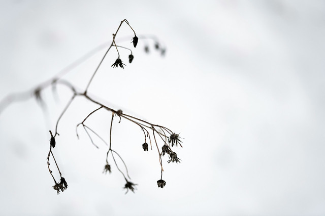 Ilustrasi dormansi biji. Foto: Unsplash