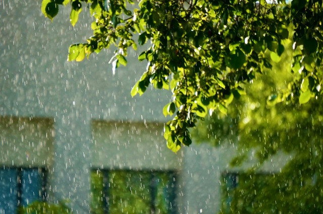 Ilustrasi aroma tanah basah setelah hujan. Foto: Unsplash