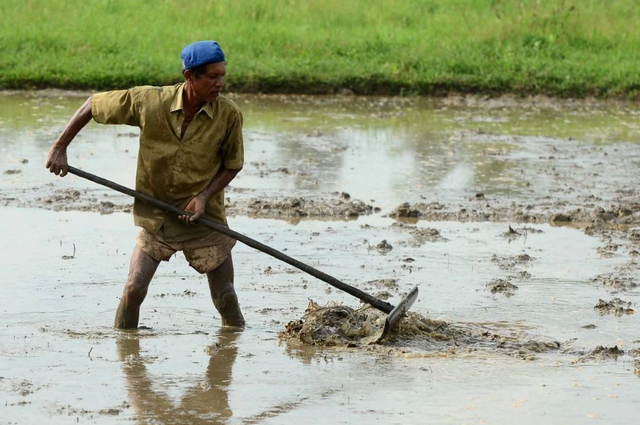 Seorang petani menyiapkan sawah untuk disemai. Foto: Lakruwan Wanniarachchi/AFP. Sumber: https://kumparan.com/fitrurrahmanalbab/agraria-bermasalah-petani-terpaksa-menyerah-21SmiVk4xnx/3