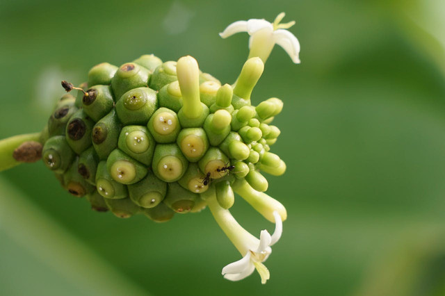 Ilustrasi anatomi buah. Foto: Pexels