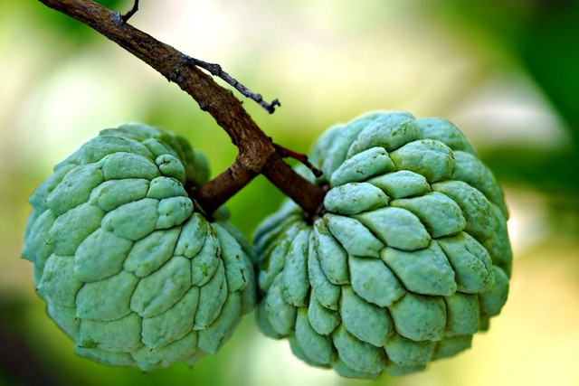 Ilustrasi buah ganda pada srikaya. Foto: Pexels